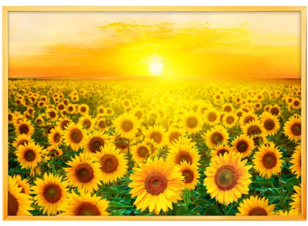 민트마켓 금빛해바라기A 금전운 해바라기 액자